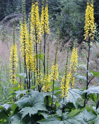 Ligularia stenocephala