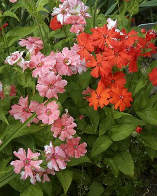 Lychnis lumina mix