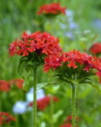 Lychnis chalcedonica