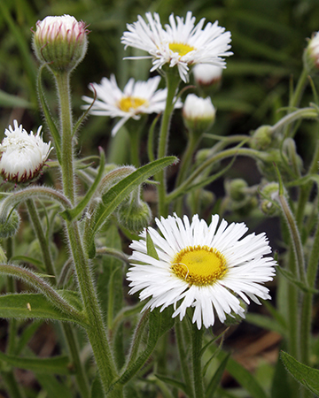 Erigeron glabellus - Image 2