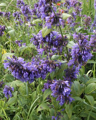 Nepeta subsessilis