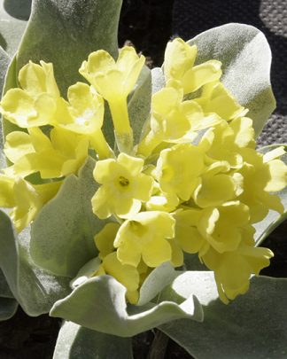 Primula auricula