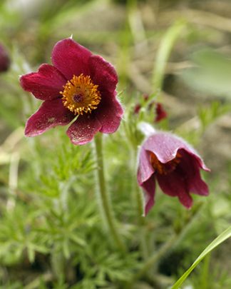 Pulsatilla vulgaris