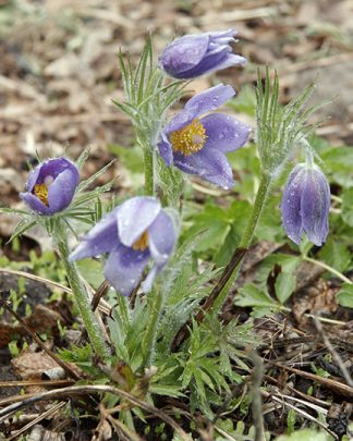 Pulsatilla patens 