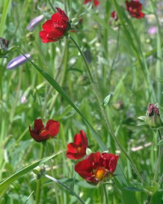 Potentilla atrosanguinea 