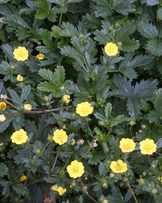 Potentilla crantzii 