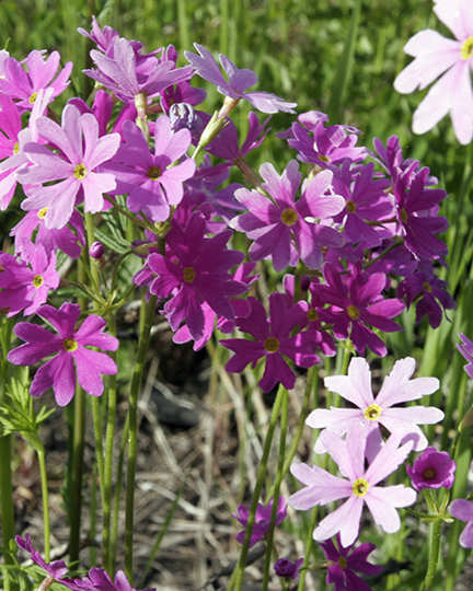Primula cortusoides