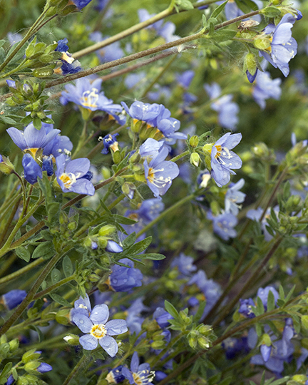 Polemonium pulcherrimum