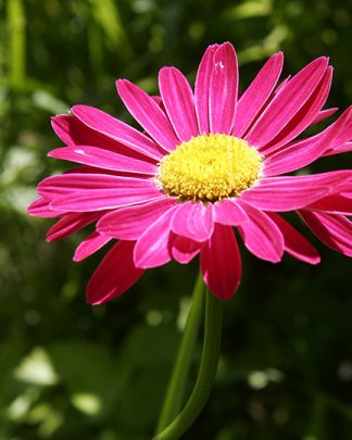 Chrysanthemum coccineum "Robinson Red"