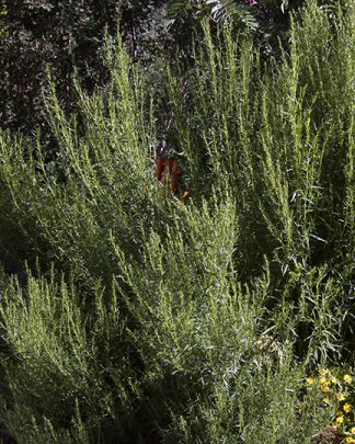 Artemesia dracunculus