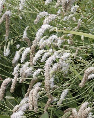Sanguisorba tenuifolium