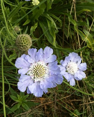 Scabiosa caucasica