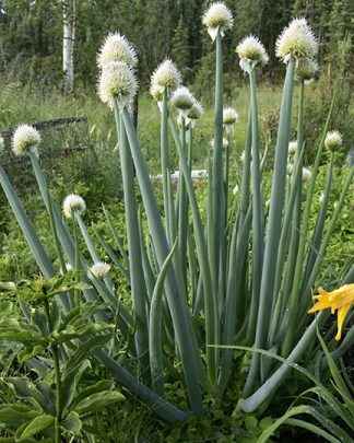 Allium siberica 