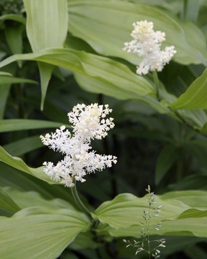 Maianthemum stellatum