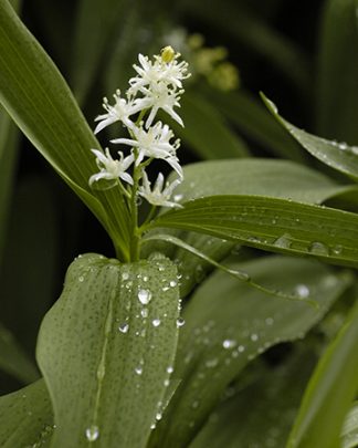 Maianthemum stellatum