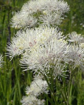 Thalictrum aquilegifolium alba 