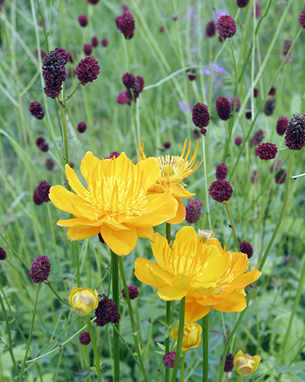 Trollius chinensis