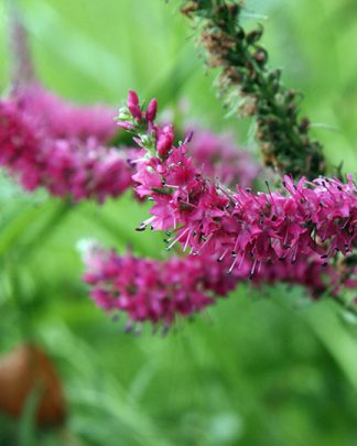 Veronica spicata "Pink Dragon"