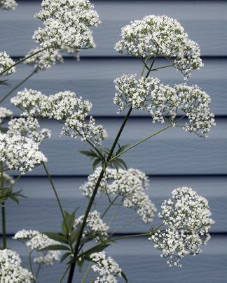 Valeriana officinalis