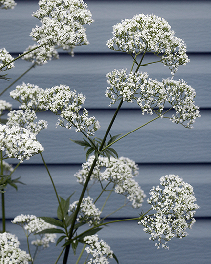 Valeriana officinalis