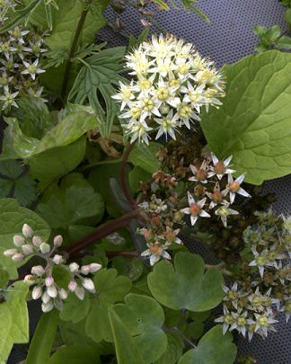 Hylotelephium telephium