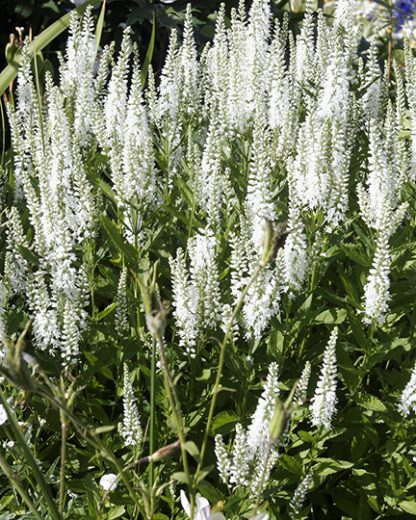 Veronica longifolia white