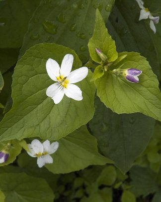 Viola canadensis