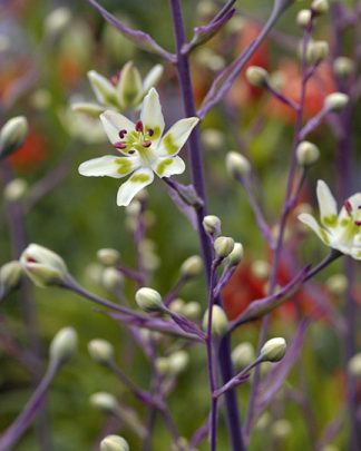 Zigadenus elegans (Death Camas)